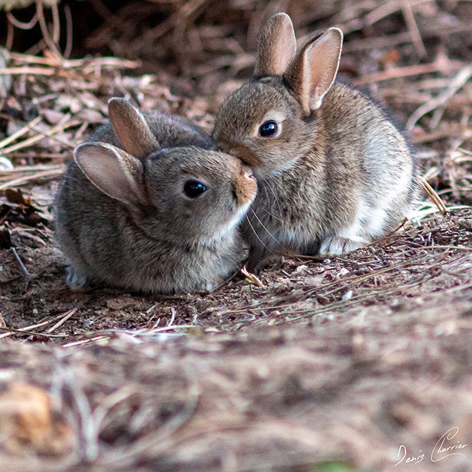 Deux lapereaux de garenne